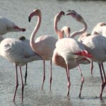 Bataille de flamants roses dans le parc ornithologiques du Pont de Gau -2008-