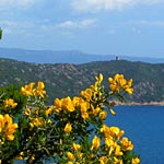 Cala d'Orzu et genets