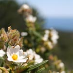 Fleur de ciste au dessus de la plage -2008-