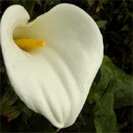Fort primaire de Bebour-Belouve. Un Arum.