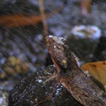Lzard  crete qui prend sa douche