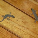 les margouilats (Geckos)