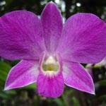 Orchide dans le jardin de Senteur Vanille