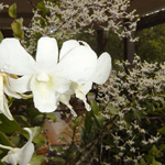 Orchide dans le jardin de Senteur Vanille