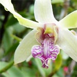 Orchide dans le jardin de Senteur Vanille